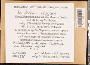 Cinclidium stygium Sw., Bryophytes, Bryophytes - Yakutia (B19) (Russia)