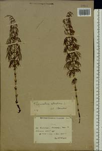 Equisetum sylvaticum L., Eastern Europe, Central region (E4) (Russia)