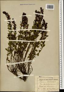 Teucrium chamaedrys L., Caucasus, Stavropol Krai, Karachay-Cherkessia & Kabardino-Balkaria (K1b) (Russia)