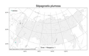 Stipagrostis plumosa (L.) Munro ex T.Anderson, Atlas of the Russian Flora (FLORUS) (Russia)