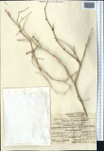 Calligonum setosum (Litv.) Litv., Middle Asia, Karakum (M6) (Turkmenistan)