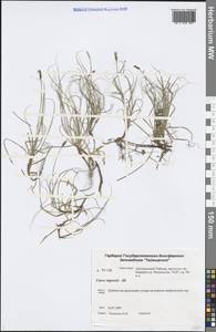 Carex rupestris All., Siberia, Central Siberia (S3) (Russia)