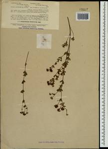 Dorycnium pentaphyllum subsp. herbaceum (Vill.)Rouy, Crimea (KRYM) (Russia)