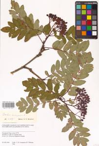 Sorbus aucuparia L., Siberia, Western Siberia (S1) (Russia)