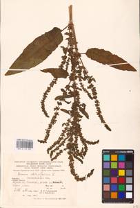 Rumex obtusifolius L., Eastern Europe, West Ukrainian region (E13) (Ukraine)