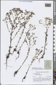 Chamaerhodos erecta (L.) Bunge, Siberia, Altai & Sayany Mountains (S2) (Russia)