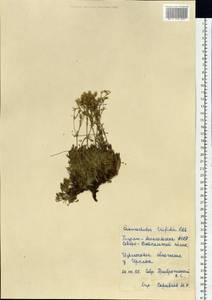 Chamaerhodos trifida Ledeb., Siberia, Baikal & Transbaikal region (S4) (Russia)