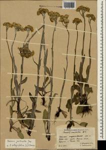 Tephroseris integrifolia subsp. jailicola (Juz.) Greuter, Crimea (KRYM) (Russia)