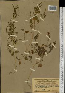 Chenopodium acuminatum Willd., Siberia, Central Siberia (S3) (Russia)
