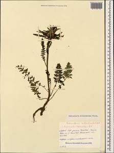 Pedicularis wilhelmsiana Fisch. ex M. Bieb., Caucasus, Stavropol Krai, Karachay-Cherkessia & Kabardino-Balkaria (K1b) (Russia)