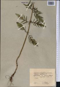 Lycopus exaltatus L.fil., Middle Asia, Northern & Central Kazakhstan (M10) (Kazakhstan)