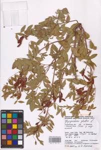 Glycyrrhiza glabra L., Eastern Europe, Lower Volga region (E9) (Russia)