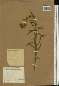 Anchusa ochroleuca M. Bieb., Eastern Europe, North Ukrainian region (E11) (Ukraine)