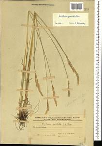 Koeleria pyramidata (Lam.) P.Beauv., Caucasus, Azerbaijan (K6) (Azerbaijan)