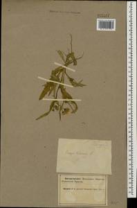 Crepis biennis L., Eastern Europe, Northern region (E1) (Russia)