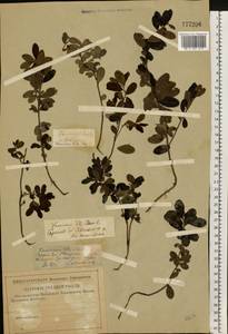 Vaccinium vitis-idaea L., Eastern Europe, Lower Volga region (E9) (Russia)