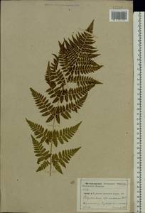 Dryopteris carthusiana (Vill.) H. P. Fuchs, Eastern Europe, Central forest-and-steppe region (E6) (Russia)