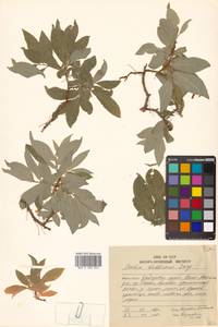 Salix bebbiana Sarg., Siberia, Russian Far East (S6) (Russia)