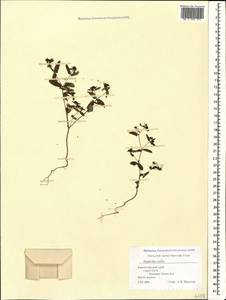 Euphorbia nutans Lag., Caucasus, Black Sea Shore (from Novorossiysk to Adler) (K3) (Russia)