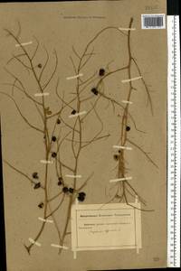 Asparagus officinalis L., Eastern Europe, Rostov Oblast (E12a) (Russia)