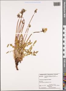 Taraxacum longicorne Dahlst., Siberia, Central Siberia (S3) (Russia)
