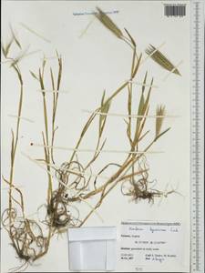 Hordeum murinum subsp. leporinum (Link) Arcang., Western Europe (EUR) (Greece)