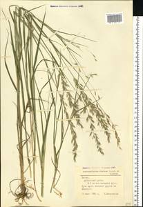 Arrhenatherum elatius (L.) P.Beauv. ex J.Presl & C.Presl., Eastern Europe, Latvia (E2b) (Latvia)