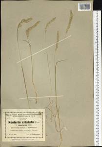 Koeleria pyramidata (Lam.) P.Beauv., Siberia, Baikal & Transbaikal region (S4) (Russia)