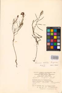 MHA 0 159 203, Linaria altaica Fisch., Eastern Europe, Eastern region (E10) (Russia)