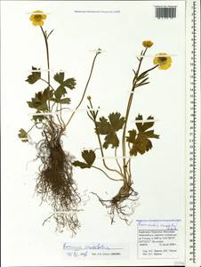 Ranunculus crassifolius (Rupr.) Grossh., Caucasus, Stavropol Krai, Karachay-Cherkessia & Kabardino-Balkaria (K1b) (Russia)