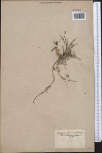 Astragalus stenoceras C.A. Mey., Middle Asia, Muyunkumy, Balkhash & Betpak-Dala (M9) (Kazakhstan)