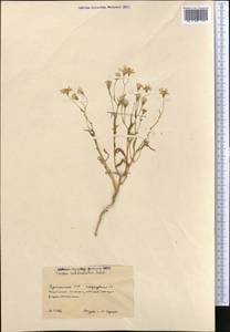 Senecio subdentatus Ledeb., Middle Asia, Karakum (M6) (Turkmenistan)