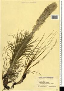 Asphodeline taurica (Pall. ex M.Bieb.) Endl., Crimea (KRYM) (Russia)