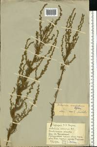 Artemisia marschalliana Spreng., Eastern Europe, Rostov Oblast (E12a) (Russia)