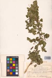 Caragana arborescens Lam., Eastern Europe, Lower Volga region (E9) (Russia)