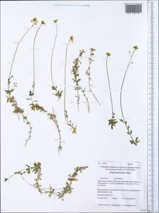 Draba sibirica (Pall.) Thell., Siberia, Baikal & Transbaikal region (S4) (Russia)