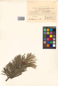 Pinus banksiana Lamb., Siberia, Russian Far East (S6) (Russia)