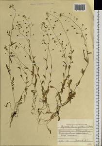 Capsella bursa-pastoris (L.) Medik., Siberia, Western Siberia (S1) (Russia)