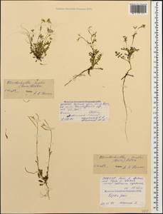 Murbeckiella huetii (Boiss.) Rothm., Caucasus, North Ossetia, Ingushetia & Chechnya (K1c) (Russia)