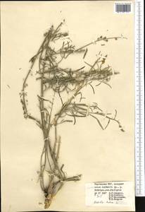 Reseda lutea L., Middle Asia, Pamir & Pamiro-Alai (M2) (Kyrgyzstan)