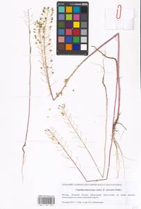 Camelina microcarpa Andrz. ex DC., Eastern Europe, Moscow region (E4a) (Russia)