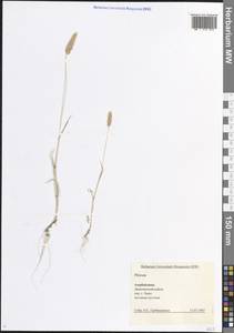 Phleum, Caucasus, Azerbaijan (K6) (Azerbaijan)