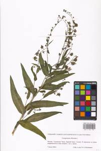 Cynoglossum officinale L., Eastern Europe, Moscow region (E4a) (Russia)