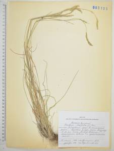 Koeleria pyramidata (Lam.) P.Beauv., Siberia, Russian Far East (S6) (Russia)