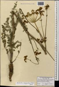 Leiotulus dasyanthus (K. Koch) Pimenov & Ostr., Caucasus, Armenia (K5) (Armenia)