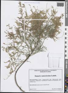 Tamarix ramosissima Ledeb., Caucasus, Stavropol Krai, Karachay-Cherkessia & Kabardino-Balkaria (K1b) (Russia)