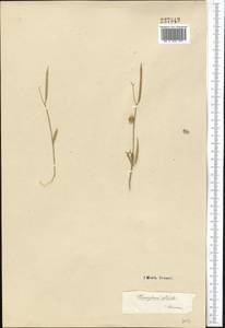 Diptychocarpus strictus (Fisch. ex M.Bieb.) Trautv., Middle Asia, Karakum (M6) (Turkmenistan)