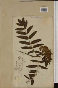 Sorbus aucuparia L., Eastern Europe, Lithuania (E2a) (Lithuania)