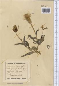 Tragopogon ruber S. G. Gmel., Middle Asia, Syr-Darian deserts & Kyzylkum (M7) (Uzbekistan)