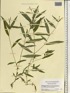 Persicaria minor (Huds.) Opiz, Eastern Europe, Central region (E4) (Russia)